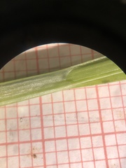 Carex debilis rudgei