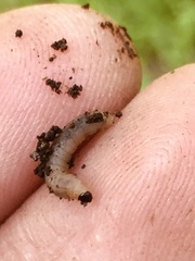 Pterygota
