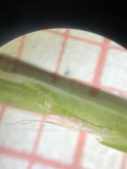 Carex debilis rudgei