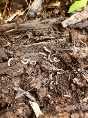 Pterygota