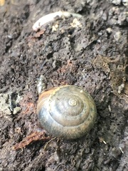 Stylommatophora