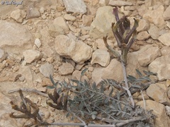 Astragalus sanctus