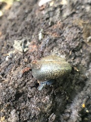 Stylommatophora