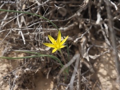 Gagea reticulata