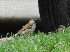 Passer domesticus