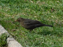 Turdus merula