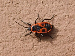 Pyrrhocoris apterus