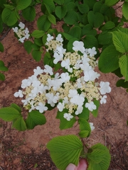 Viburnum plicatum
