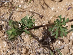 Malva aegyptia