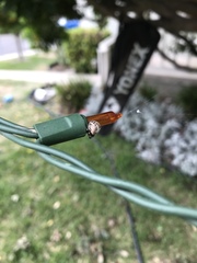 Araneae