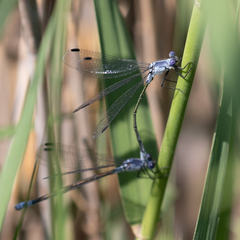 Lestes macrostigma
