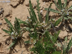 Neotorularia torulosa