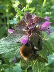 Bombus