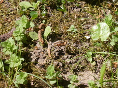 Nomada goodeniana
