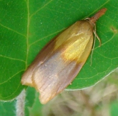 Sparganothis violaceana