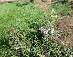 Symphyotrichum novi-belgii