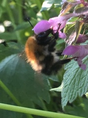 Bombus