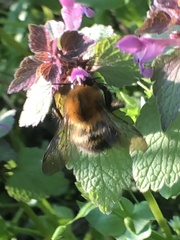 Bombus