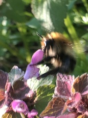 Bombus