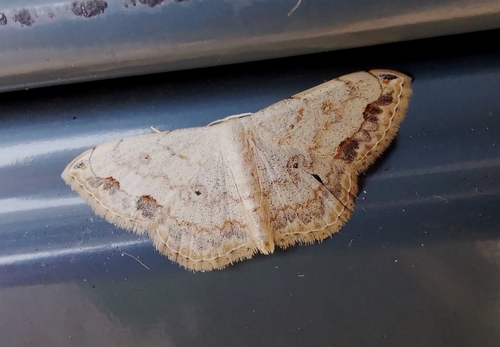 Scopula addictaria (Walker, 1861)