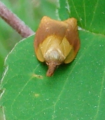 Sparganothis violaceana