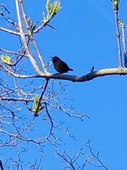 Troglodytes troglodytes