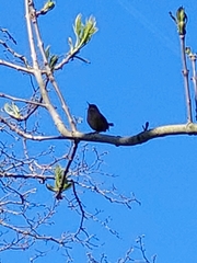 Troglodytes troglodytes