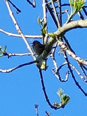 Troglodytes troglodytes