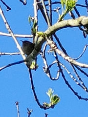 Troglodytes troglodytes