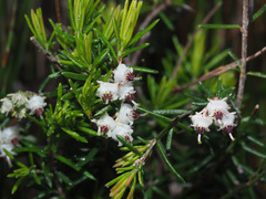 Erica obtusata