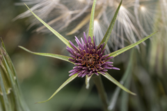 Tragopogon coelesyriacus