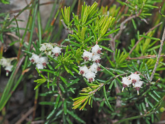 Erica obtusata