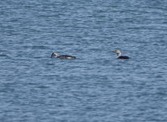 Gavia stellata