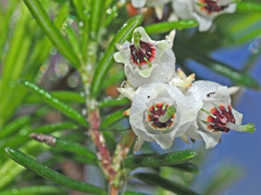 Erica obtusata