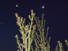 Anomala testaceipennis