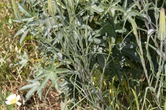 Tragopogon coelesyriacus