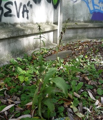 Epipactis helleborine