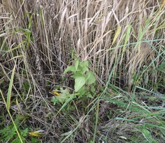 Epipactis helleborine