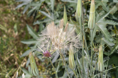 Tragopogon coelesyriacus