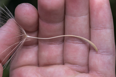 Tragopogon coelesyriacus