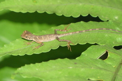 Aphaniotis acutirostris