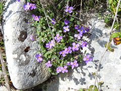 Aubrieta columnae italica