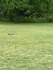 Sciurus niger