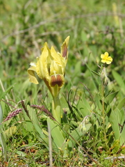 Iris pseudopumila