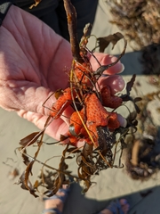 Metandrocarpa dura