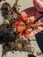 Metandrocarpa dura