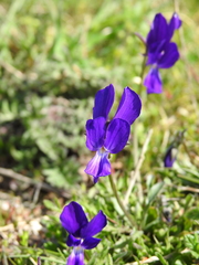 Viola merxmuelleri