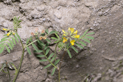 Hippocrepis multisiliquosa