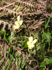 Viola merxmuelleri