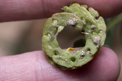 Hippocrepis multisiliquosa